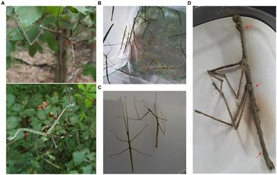 Survival dynamics of stick insect and the impact of environmental factors on natural fungal infection during the rainy season